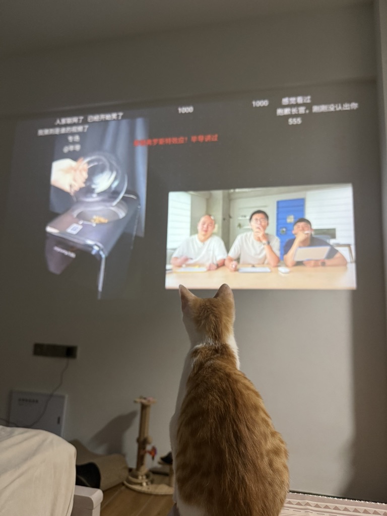 小猫也爱看电视 · 照片 15
