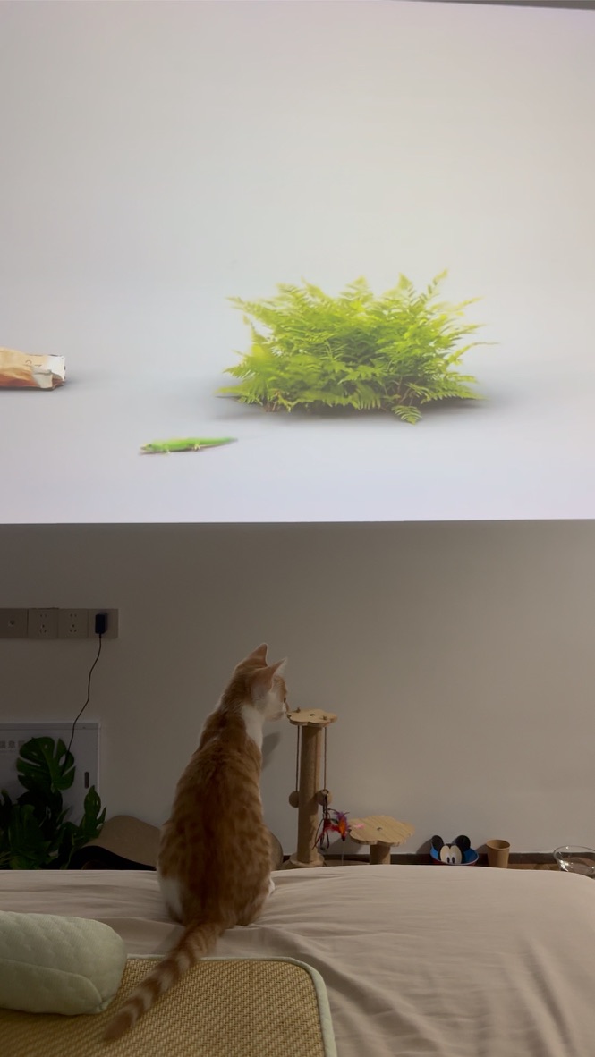 小猫也爱看电视 · 照片 16