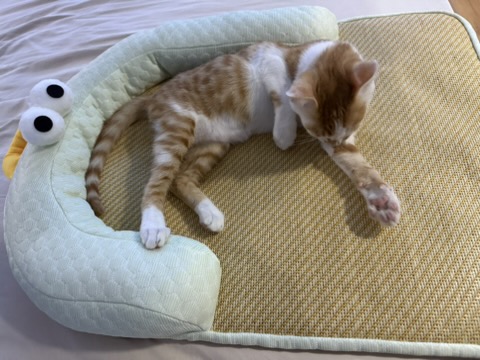 小凉席和安全屋 · 照片 18