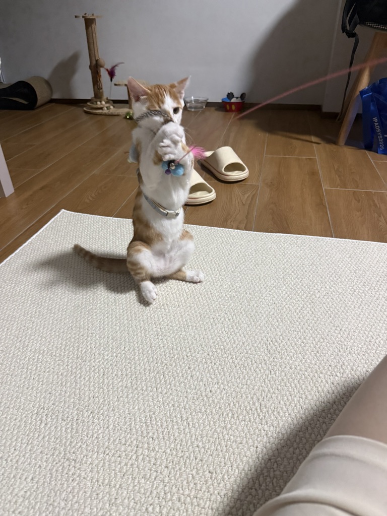 一只会站立的小猫 · 照片 24