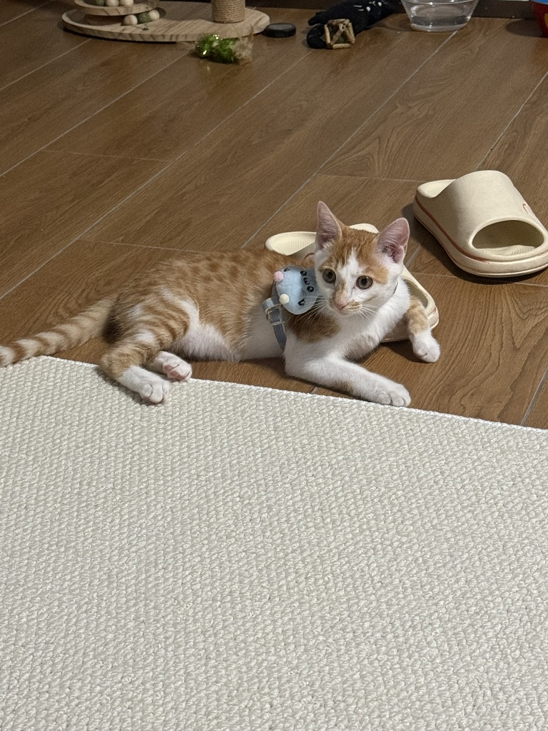 和拖鞋展开激战 · 照片 25