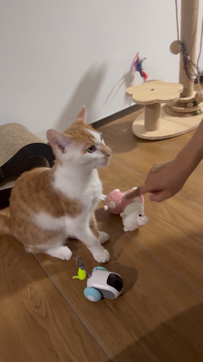 猫条 Token 和深度思考 · 照片 60