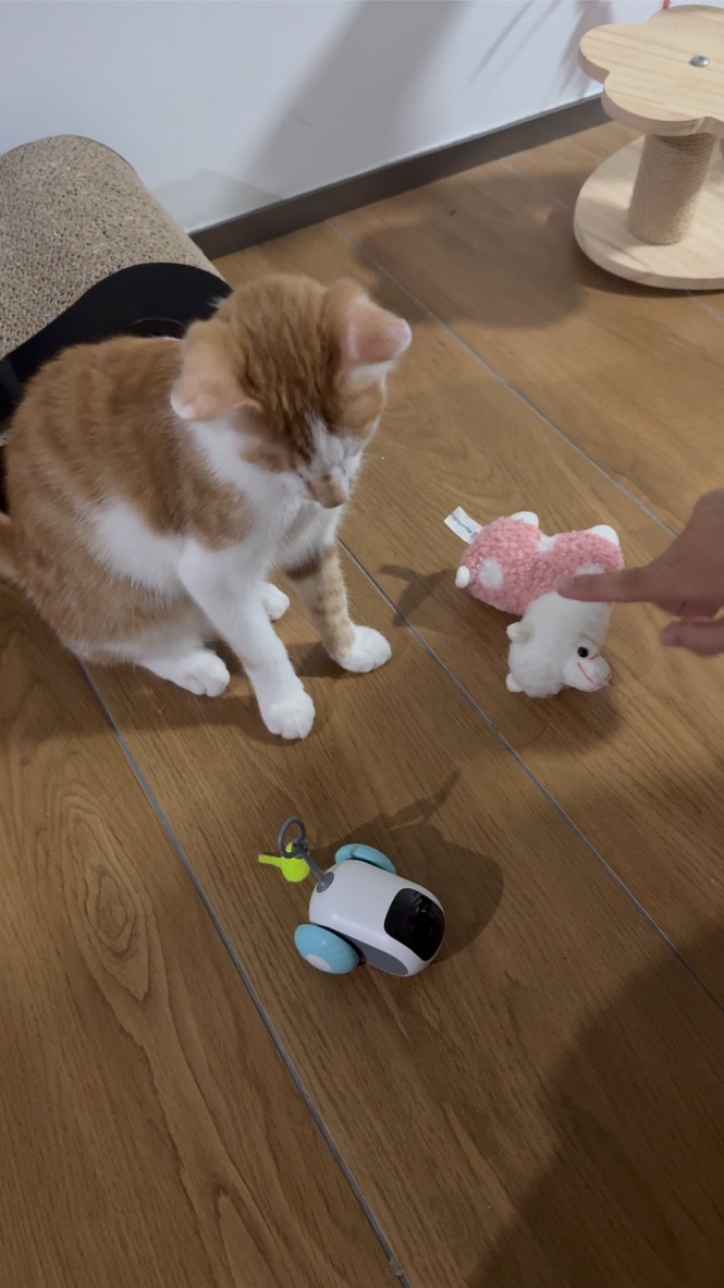 猫条 Token 和深度思考 · 照片 61