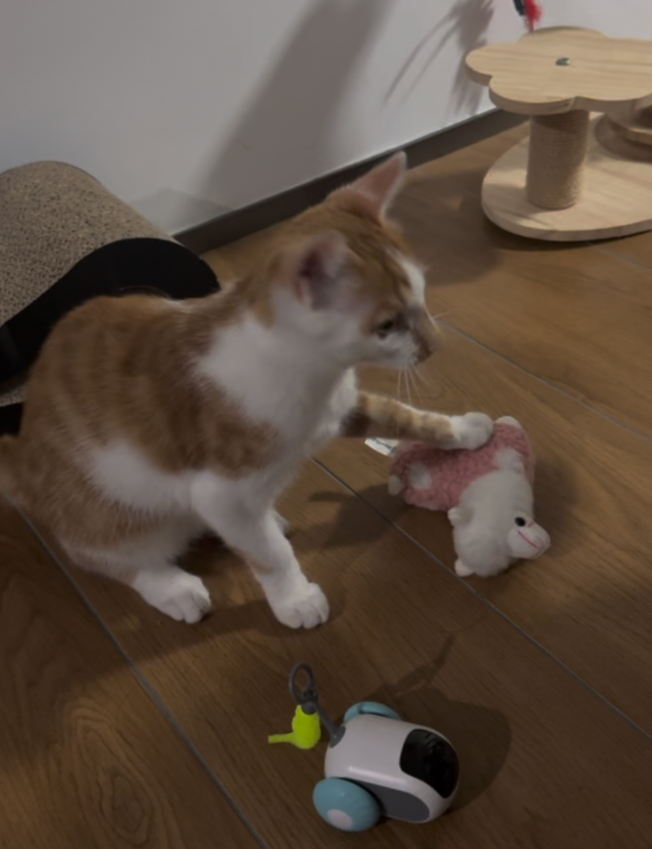猫条 Token 和深度思考 · 照片 62